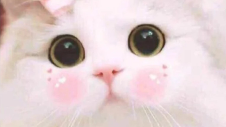 狼找到了