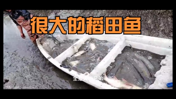 《主播语录》7期：肖哥带大家抓稻田鱼，自然生长，很大很美味