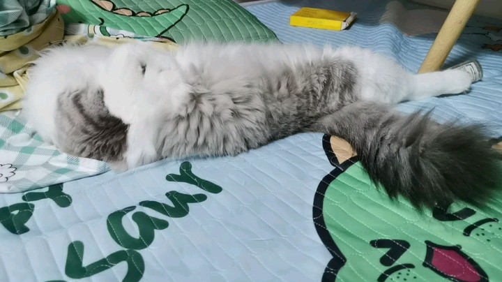 总有一只猫咪在等着你～