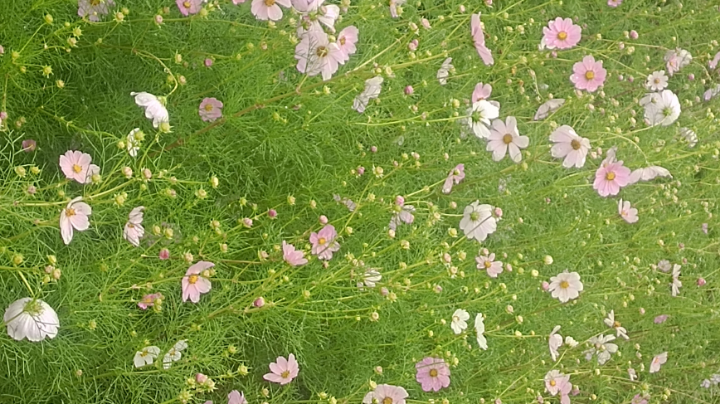 小小盖
