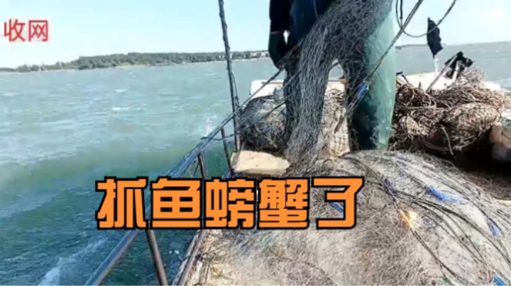 《主播语录》户外收网抓鱼抓螃蟹了，看起来风和日丽啊