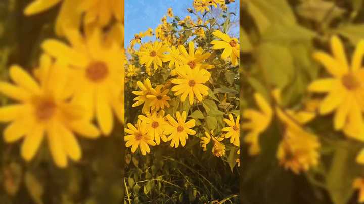 公园里的花太美了种类太多了我好喜欢的