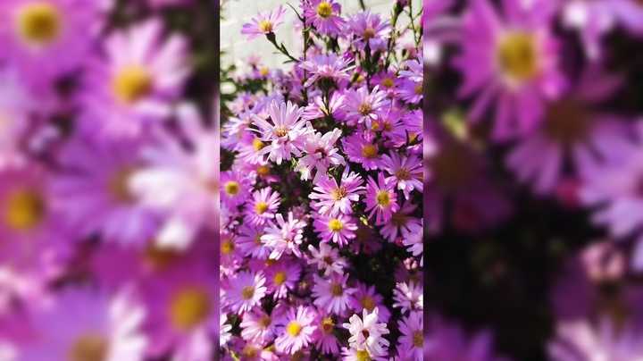 公园里的花太美了 花花世界迷人眼 一定要多出去旅游