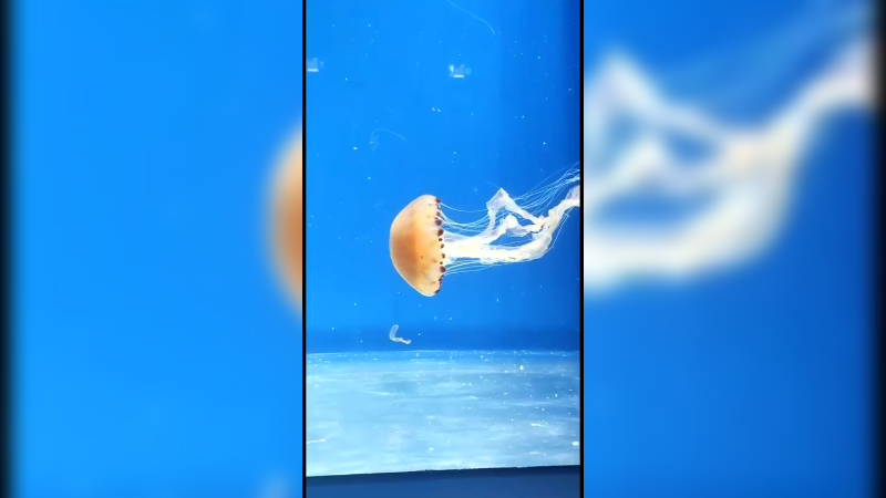 水族馆日常分享