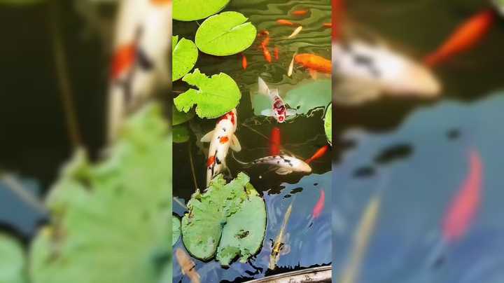 有机会一定要来趟农家乐 这的环境真不错