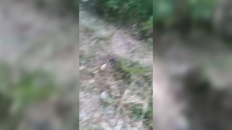 娱乐的走在乡间小路上