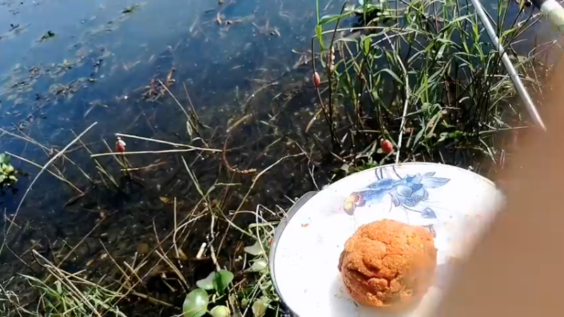 【2022-10-12 10点场】中华户外钓鱼：试钓陈柳潭