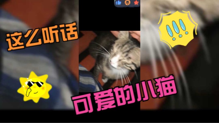 小区楼下遇见一只竟然这么听话可爱的小猫
