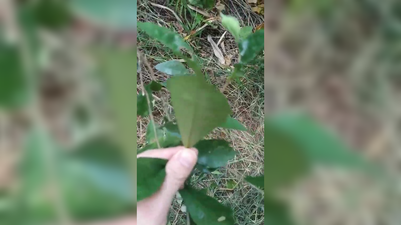 娱乐的走在乡间小路上