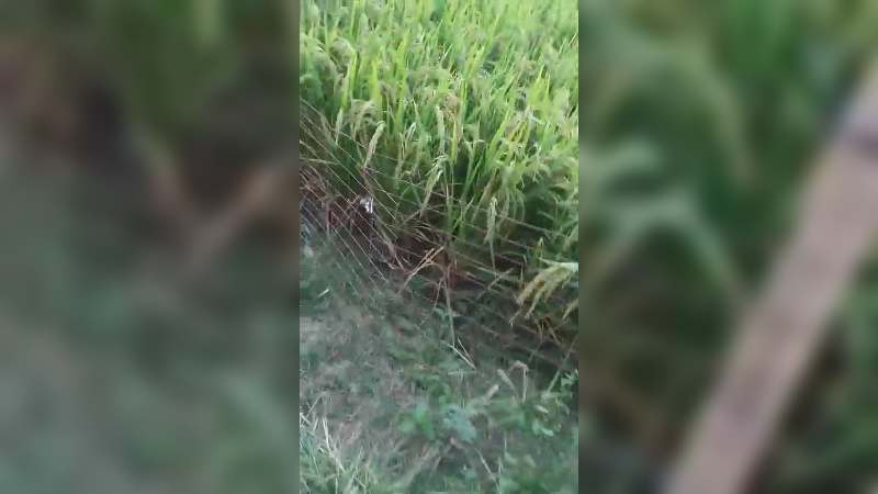 娱乐的走在乡间小路上