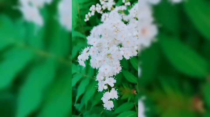 爷爷的百花园 里面什么花都有 漂亮极了