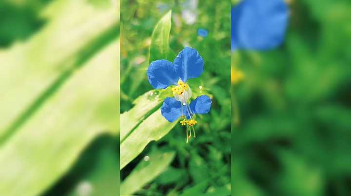 来看看爷爷的百花园这花的种类真多啊