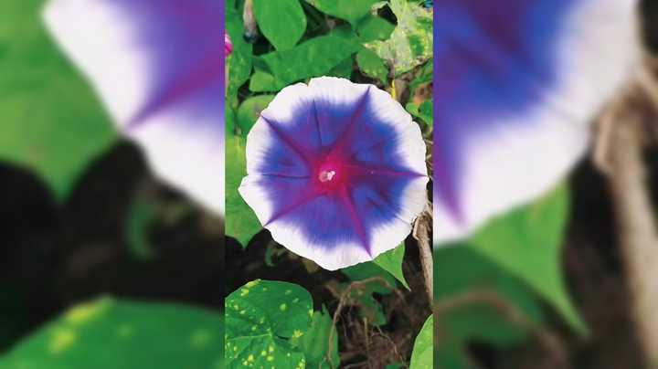 来看看爷爷的百花园这花的种类真多啊