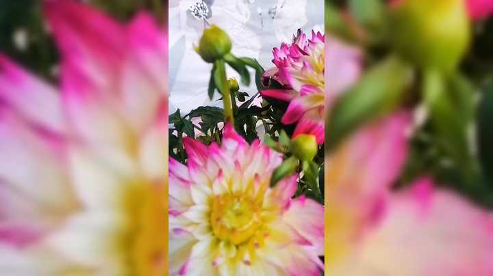 来看看爷爷的百花园这花的种类真多啊