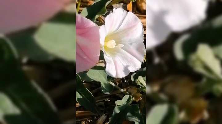 来看看爷爷的百花园这花的种类真多啊