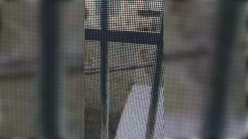 娱乐溜鸭