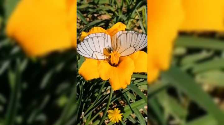 来看看爷爷的百花园这花的种类真多啊