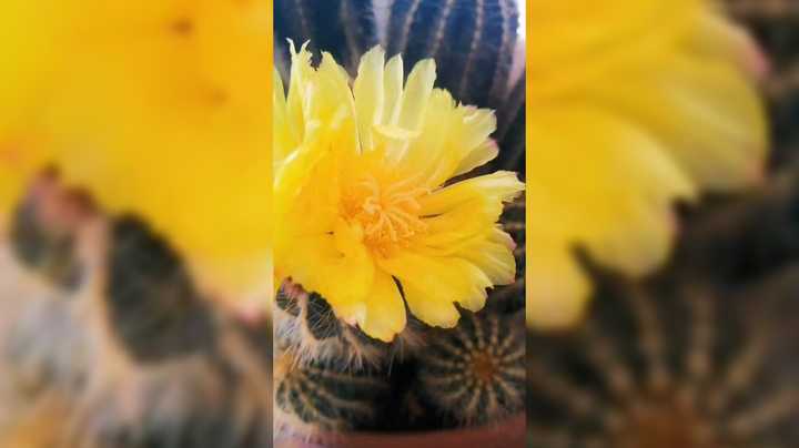 来看看爷爷的百花园这花的种类真多啊