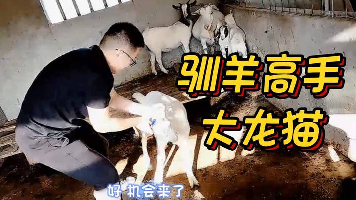 【大龙猫】龙猫与羊不得不说的故事