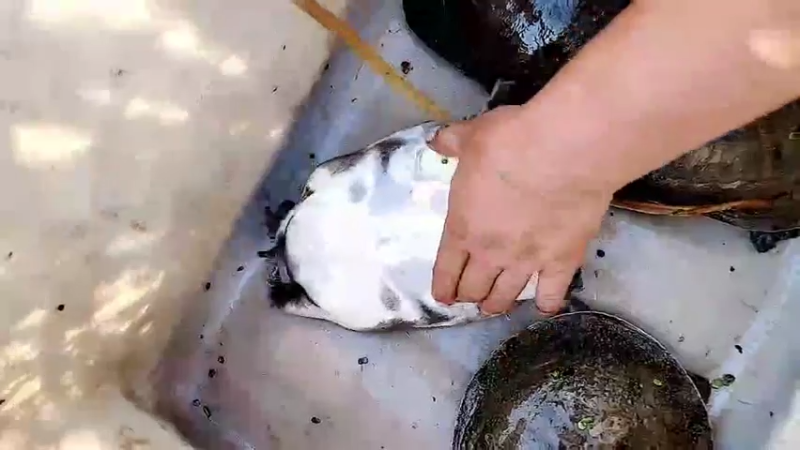 【2022-10-15 15点场】洪湖小肖：今天出远门搞乌龟甲鱼