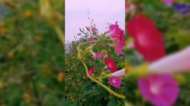 爷爷的百花园我又来了