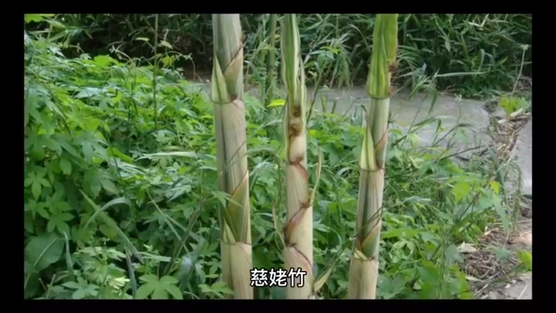 慈姥竹