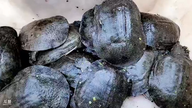 【2022-10-15 17点场】洪湖小肖：今天出远门搞乌龟甲鱼