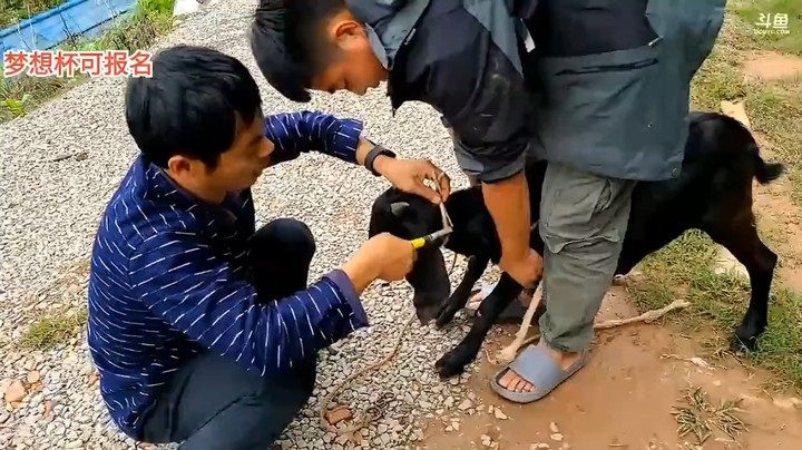 三娃开车技术还是稳，黑羊不错啊