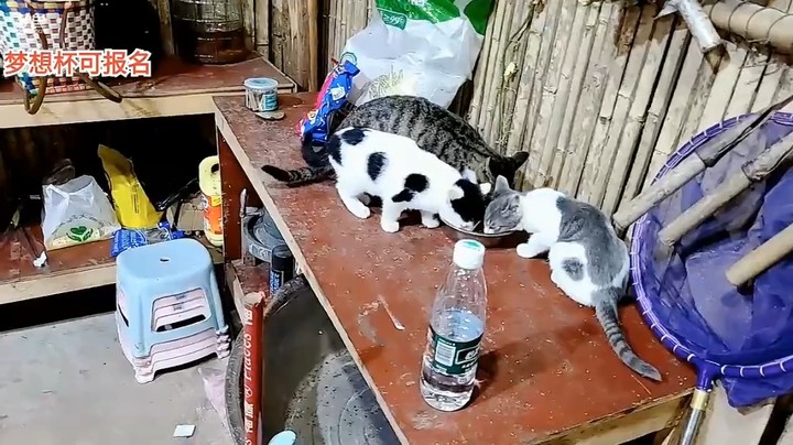 浩哥在基地养的三只猫挺好看，奶牛色的猫好看