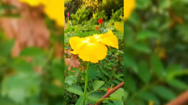 爷爷的百花园好好看