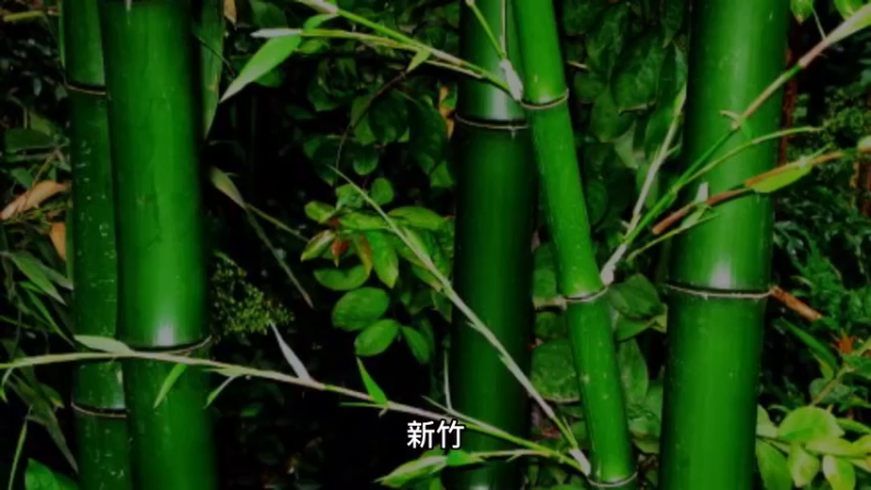 新竹