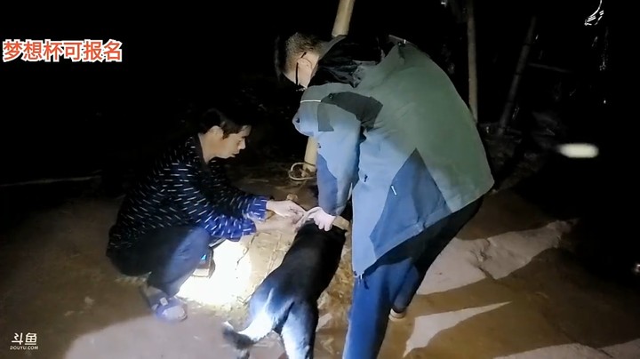 浩哥看老魔王训狗，有点凶啊