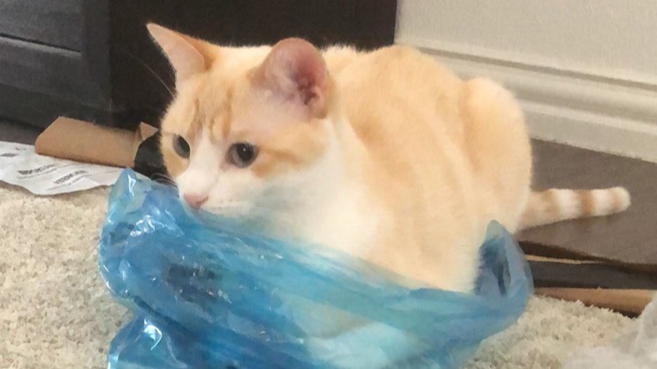 玩猫