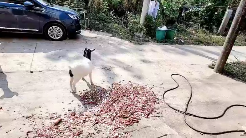 【2022-10-16 14点场】洪湖小肖：下午做兔舍6666