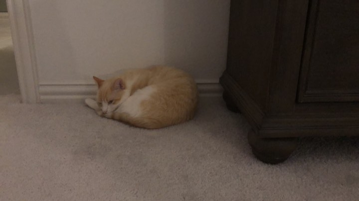 猫猫