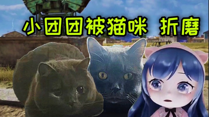 小团团被猫咪折磨