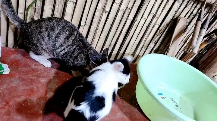 浩哥做蒸汽鸡没吃饱，给猫准备吃的