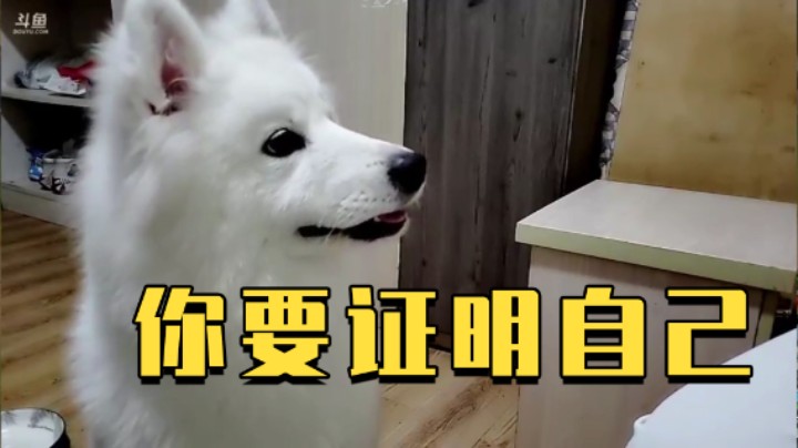 波比你要证明你是巡回猎犬