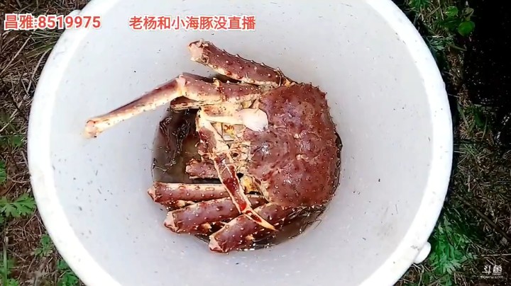 浩哥刚抓的帝王蟹，腿就断了一个
