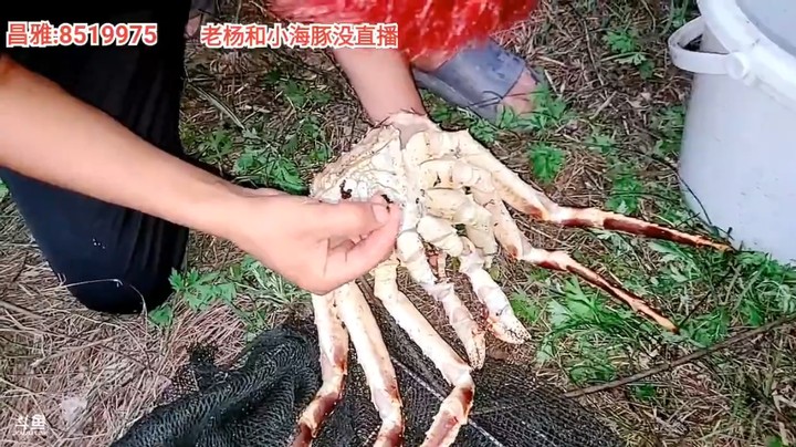 浩哥带美女去河里收地笼结果发现了帝王蟹，这血赚啊