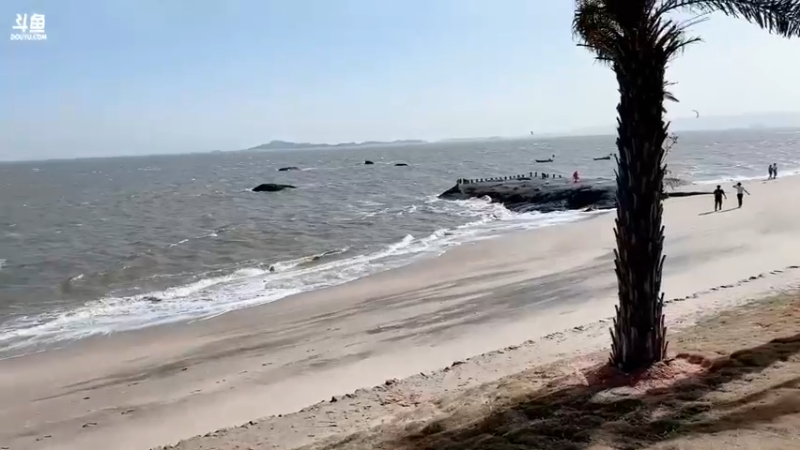 【2022-10-24 14点场】落叶听松：厦门海边！！！