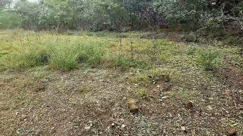 【户外】川味箩卜的精彩时刻 20221027 11点场