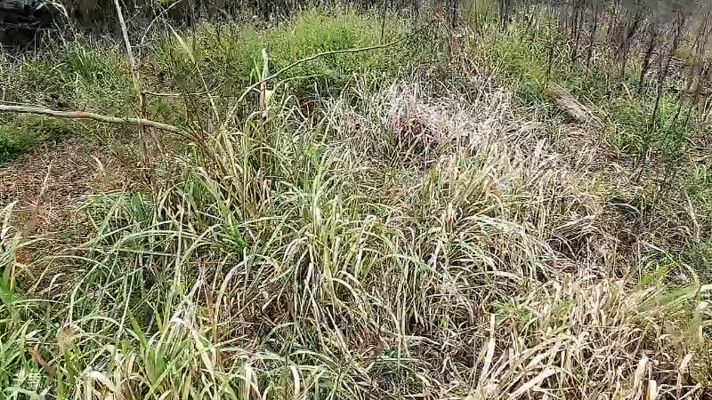 【户外】川味箩卜的精彩时刻 20221027 11点场