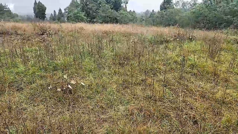 【户外】川味箩卜的精彩时刻 20221027 11点场