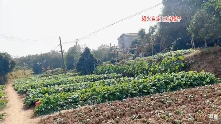 美女橙子带大家逛菜园子，看到的菜感觉都是野生的