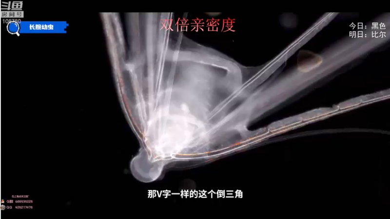 【2022-11-01 08点场】兮饭锐雯：无限火力小王八来了