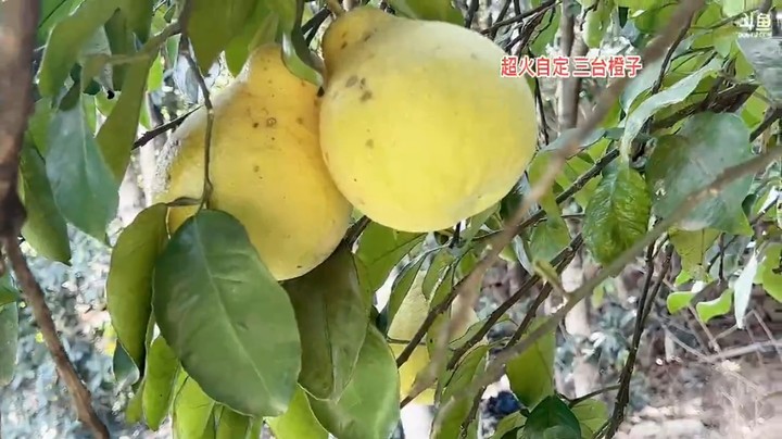 美女橙子逛菜园子，看到一个很大的丝瓜，直接拿走，大家说不能吃了，老了