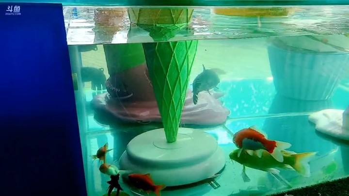 三娃看502基地的鱼缸，真是高级啊