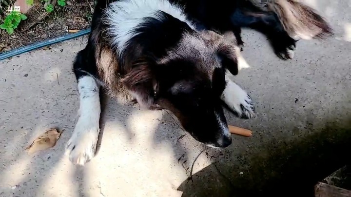 三娃在502基地和狗子聊天，还给狗吃火腿肠