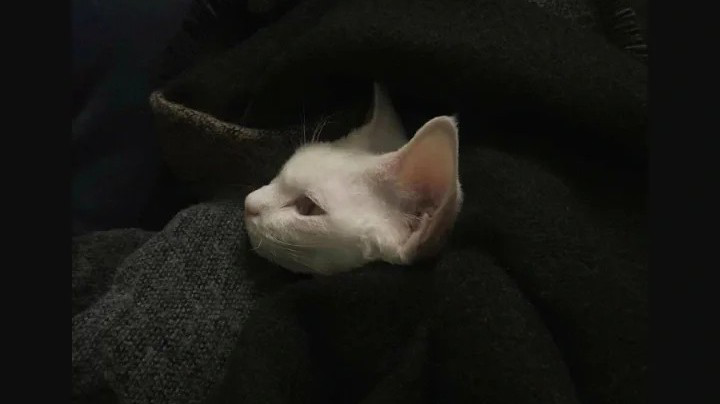 2直播回看